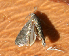 Grapholita funebrana