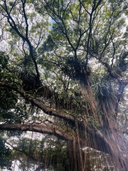 Selenicereus costaricensis