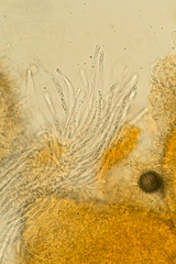 Hypomyces armeniacus