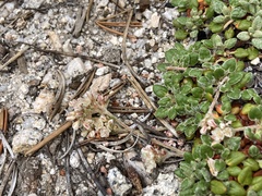 Eriogonum polypodum