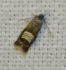 Grapholita compositella