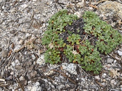 Eriogonum polypodum