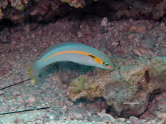 Halichoeres scapularis