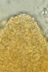 Hypomyces armeniacus