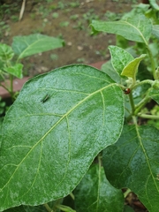 Versigonalia vermiculata