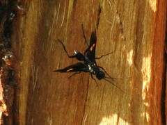 Pristaulacus fasciatus