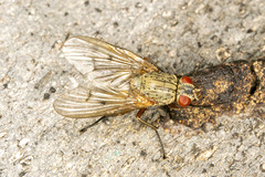 Helina impuncta
