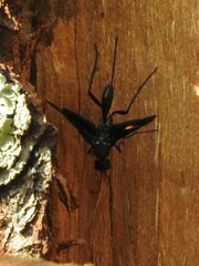 Pristaulacus fasciatus