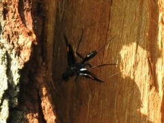 Pristaulacus fasciatus