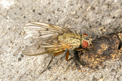 Helina impuncta
