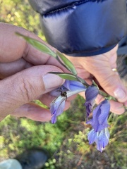 Synema marlothi