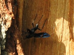 Pristaulacus fasciatus