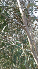 Eucalyptus diversifolia diversifolia