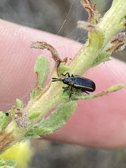 Microrhopala rubrolineata