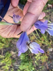 Synema marlothi