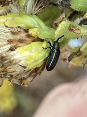 Microrhopala rubrolineata