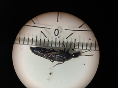 Philonthus decorus