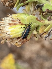 Microrhopala rubrolineata