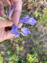 Synema marlothi