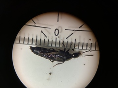 Philonthus decorus