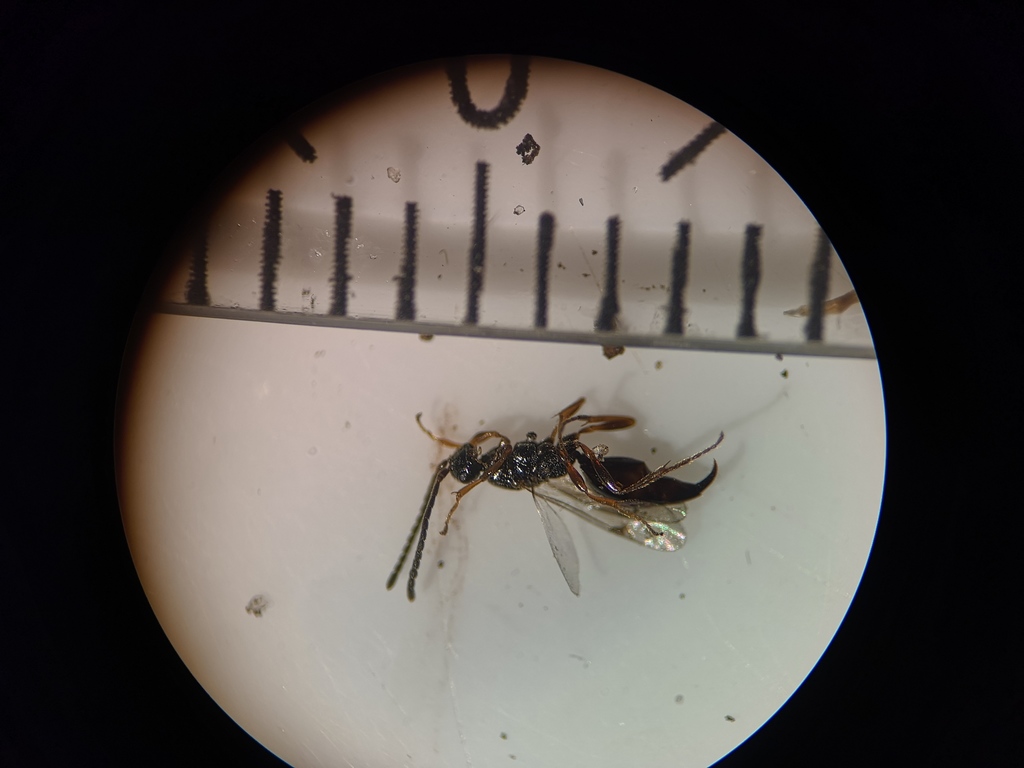 Parthenocodrus elongatus