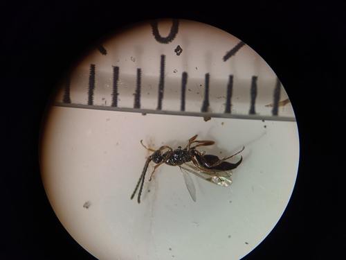 Parthenocodrus elongatus