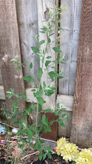 Chenopodium album