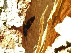 Pristaulacus fasciatus