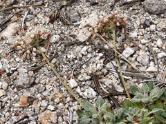 Eriogonum polypodum