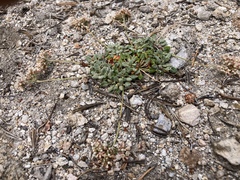Eriogonum polypodum