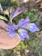 Synema marlothi