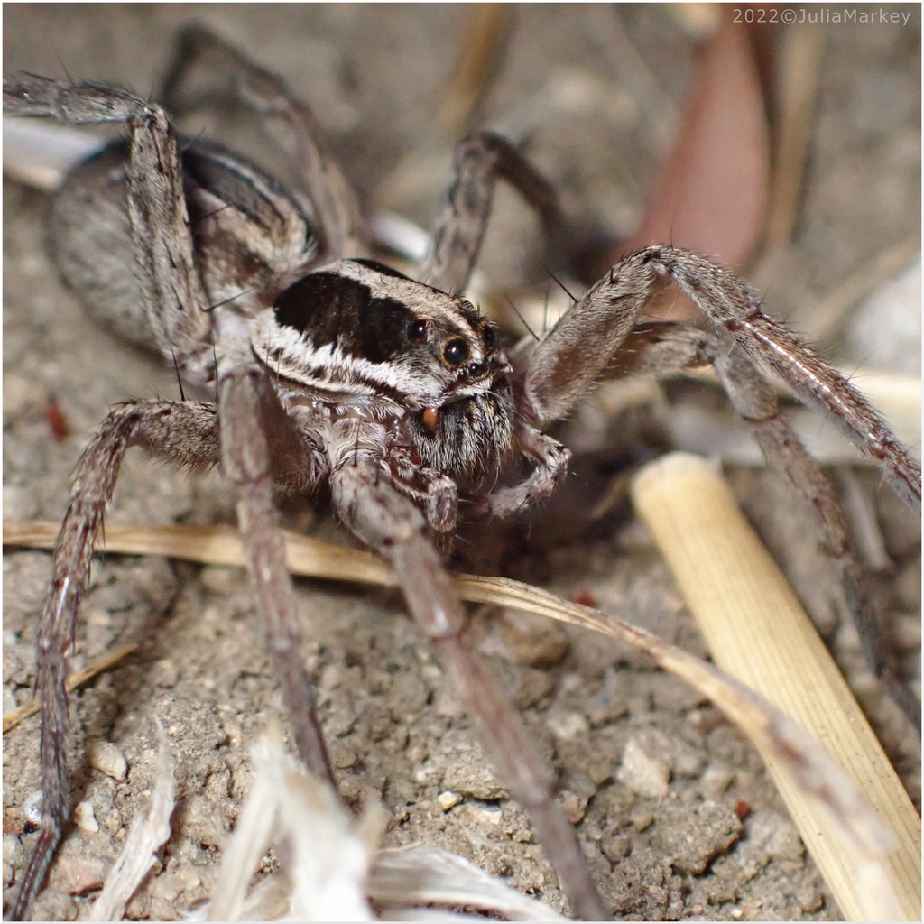 McCook's Split Wolf Spider