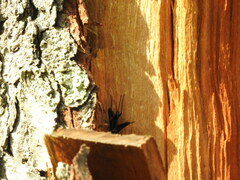 Pristaulacus fasciatus