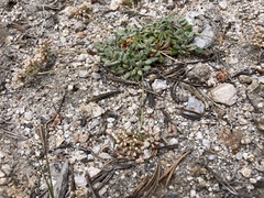 Eriogonum polypodum
