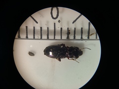 Notiophilus rufipes