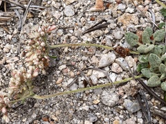 Eriogonum polypodum