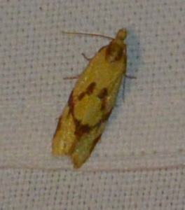Agapète de la scabieuse