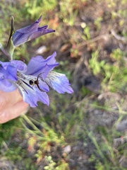 Synema marlothi
