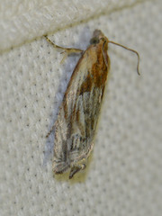 Eucosma cana