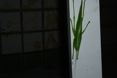 Pseudorhynchus gigas