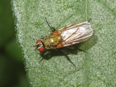 Hydrophoria lancifer