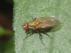 Hydrophoria lancifer