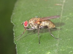 Hydrophoria lancifer