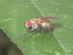 Hydrophoria lancifer