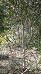 Eucalyptus diversifolia diversifolia