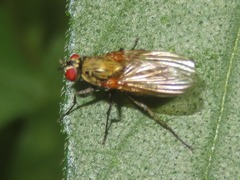 Hydrophoria lancifer