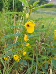 Chamaecrista fasciculata