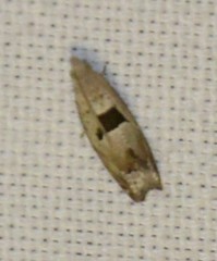Epinotia ramella