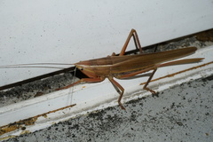 Pseudorhynchus gigas