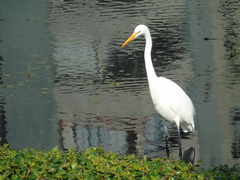 Ardea alba